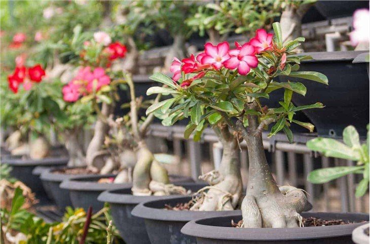 desert-rose-adenium-obesum-2-06302016-1200x793