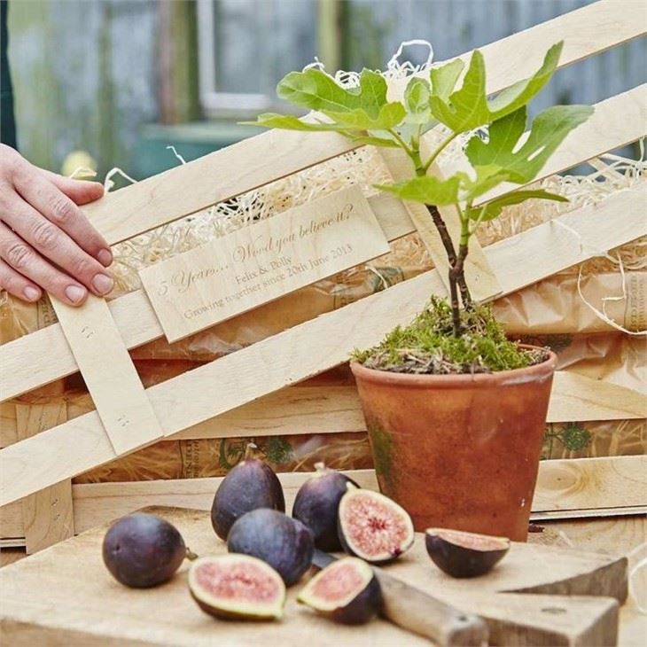 original_5th-wedding-anniversary-personalised-fig-tree-gift (1)(001)